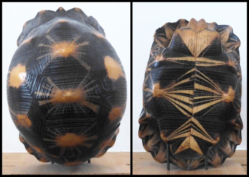 Carapace de tortue (pyxide arachnoïde): faces dorsale et ventrale.jpg